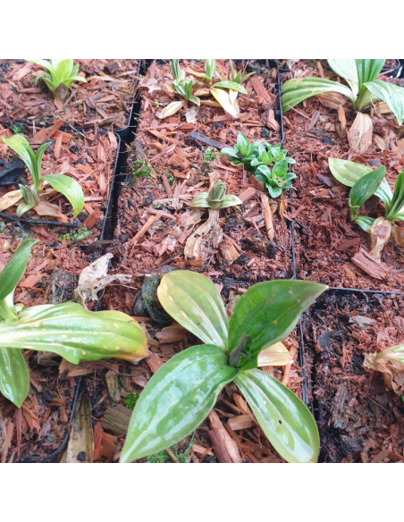 Grande gentiane jaune