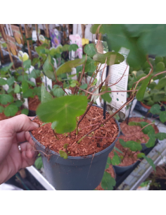 Capucine tubéreuse -  Tropaeolum tuberosum