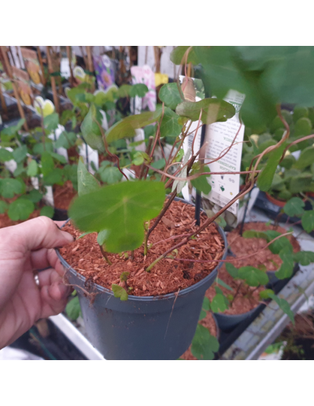 Capucine tubéreuse -  Tropaeolum tuberosum