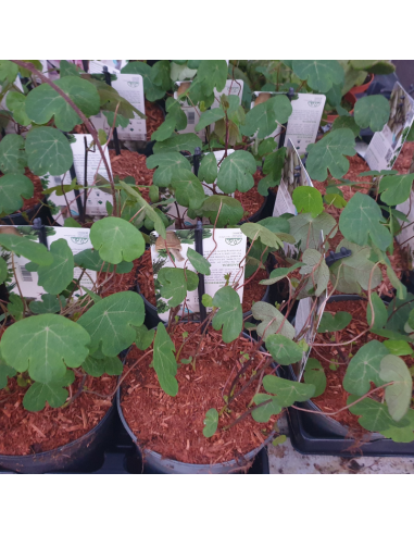 Capucine tubéreuse -  Tropaeolum tuberosum