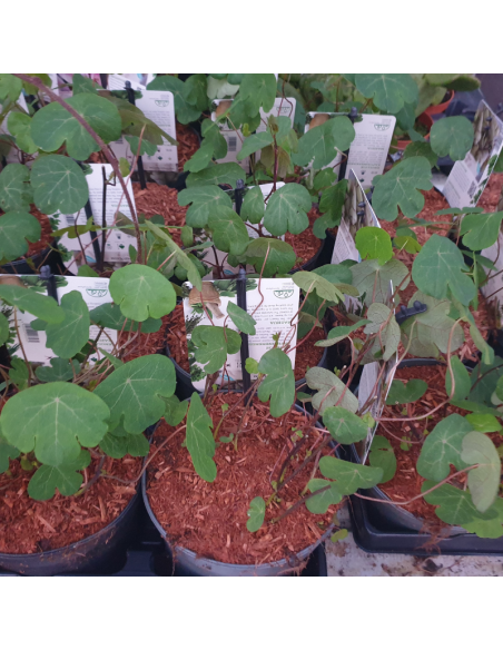 Capucine tubéreuse -  Tropaeolum tuberosum