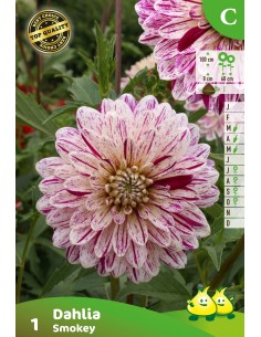 Dahlia Smokey