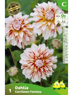 Dahlia Carribean Fantasy