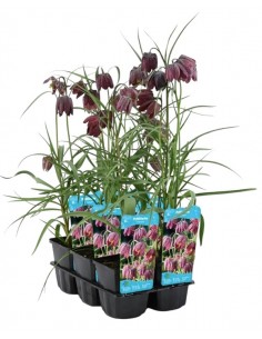 Fritilaire Pintade - Fritillaria meleagris