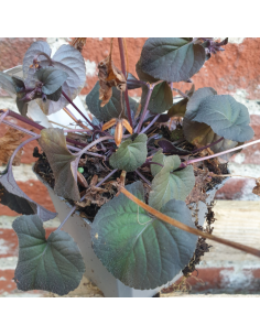 Violette du Labrador