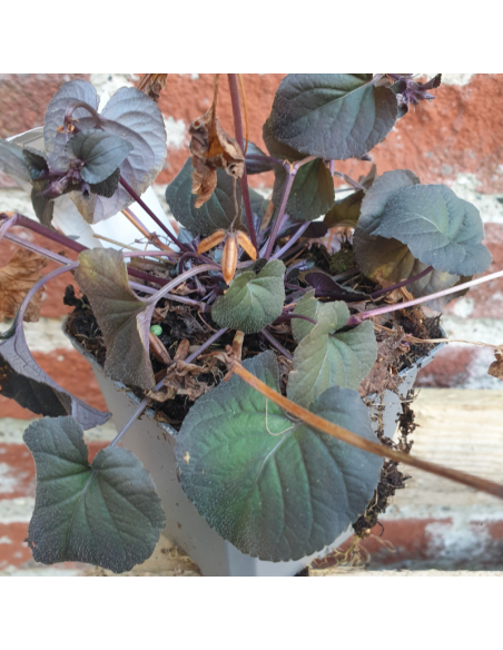 Violette du Labrador