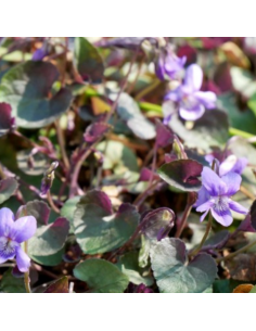 Violette du Labrador 2