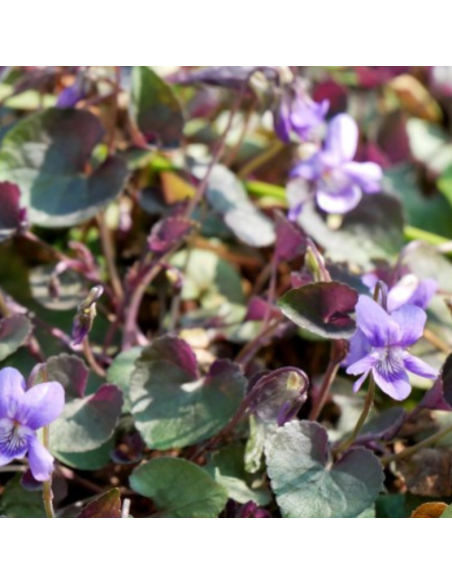 Violette du Labrador