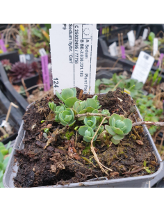 Orpin hybride Carl - Sedum Spectabile Carl 2