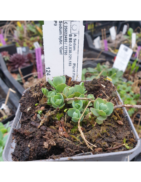 Orpin hybride Carl - Sedum Spectabile Carl