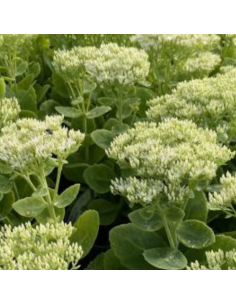 Orpin remarquable Stardust - Sedum Spectabile Stardust