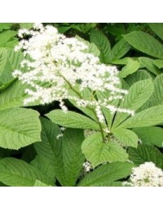 Rodgersia à feuilles de marronnier 2