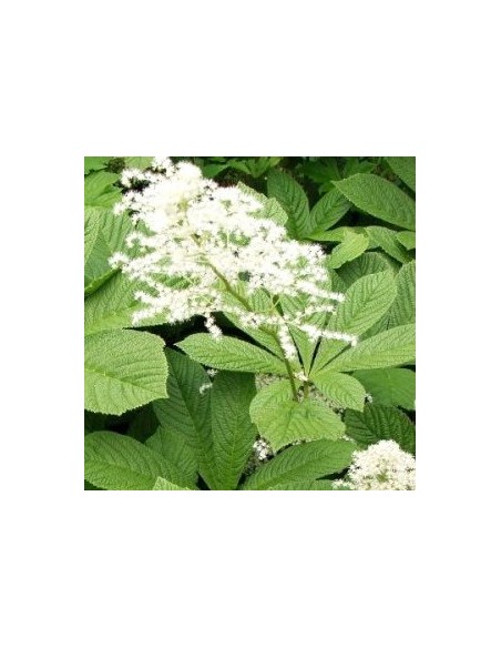 Rodgersia à feuilles de marronnier