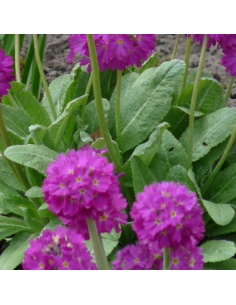 Primevère denticulée Rubin - Primula denticulata Rubin