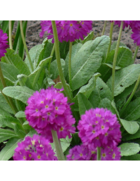 Primevère denticulée Rubin - Primula denticulata Rubin