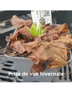 Primevère denticulée Rubin - Primula denticulata Rubin 2