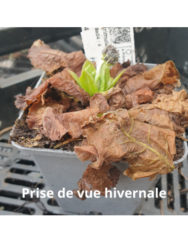 Primevère denticulée Rubin - Primula...