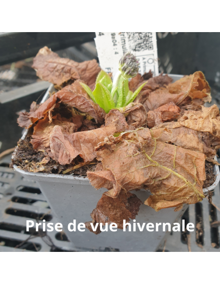 Primevère denticulée Rubin - Primula denticulata Rubin