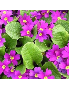 Primevère tapissante du Caucase - Primula Juliae Wanda 2
