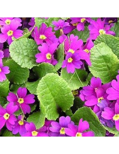 Primevère tapissante du Caucase - Primula Juliae Wanda
