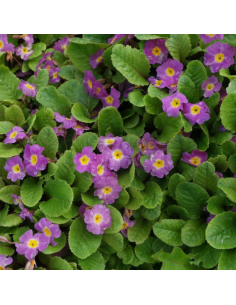 Primevère tapissante du Caucase - Primula Juliae Wanda