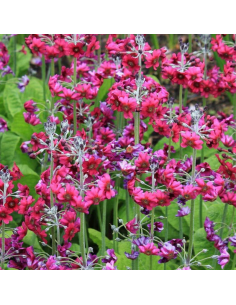 Primevère candélabre - Primula pulverulenta
