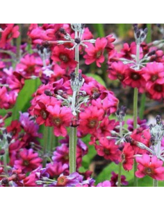 Primevère candélabre - Primula pulverulenta 2
