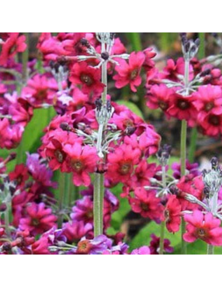 Primevère candélabre - Primula pulverulenta