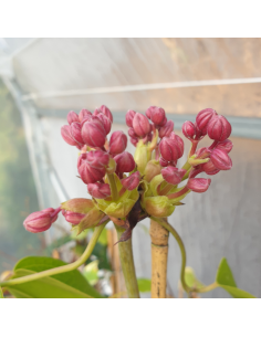 Clématite d'Armand "Apple blossom" 2