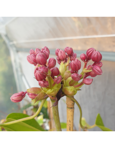 Clématite d'Armand "Apple blossom"