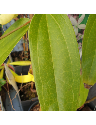 Clématite d'Armand "Apple blossom"