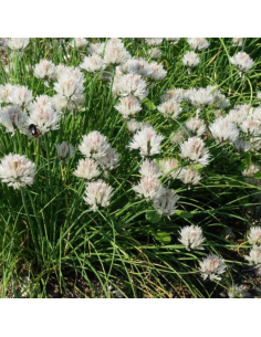Ciboulette à fleurs blanches - Allium Schoenoprasum album