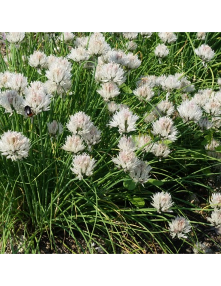 Ciboulette à fleurs blanches - Allium Schoenoprasum album
