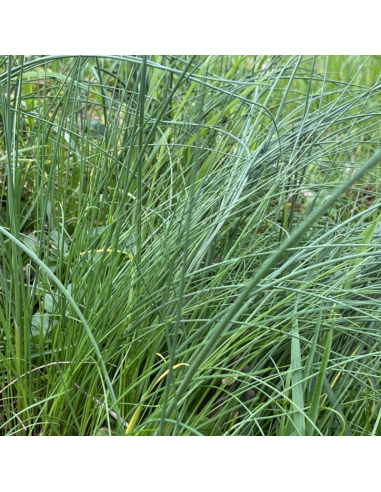 Ciboulette à fleurs blanches - Allium...