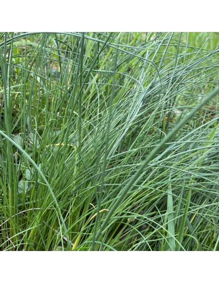 Ciboulette à fleurs blanches - Allium Schoenoprasum album