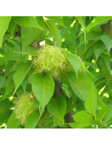 Oranger des Osages - Maclura Pomifera