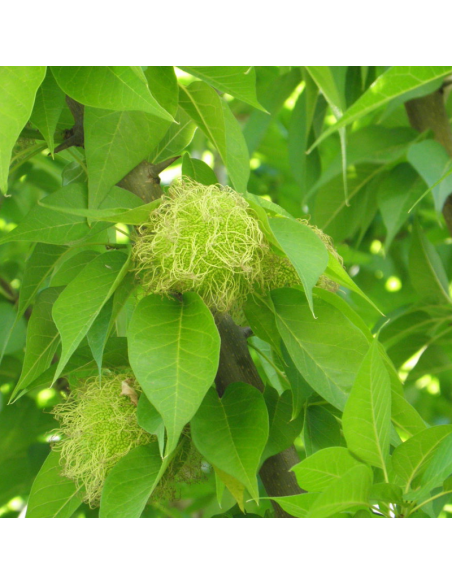 Oranger des Osages - Maclura Pomifera