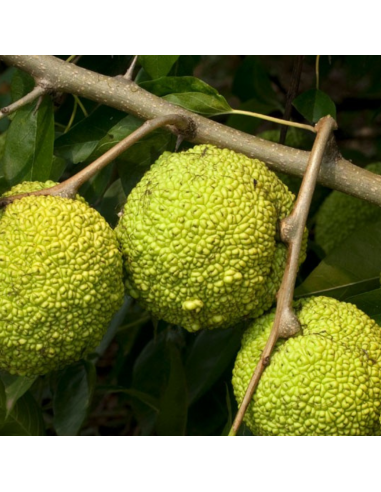 Oranger des Osages - Maclura Pomifera