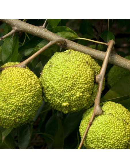 Oranger des Osages - Maclura Pomifera