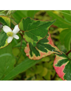 Coriandre des bois - Houttuynia Chameleon 2