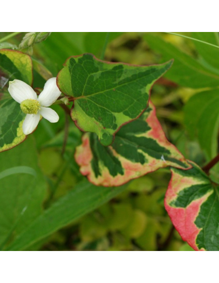 Coriandre des bois - Houttuynia Chameleon