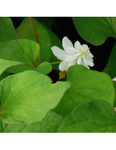 Coriandre des bois - Houttuynia Cordata Flore Pleno