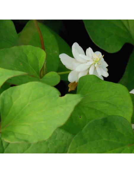 Coriandre des bois - Houttuynia Cordata Flore Pleno