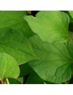 Coriandre des bois - Houttuynia Cordata Flore Pleno 2