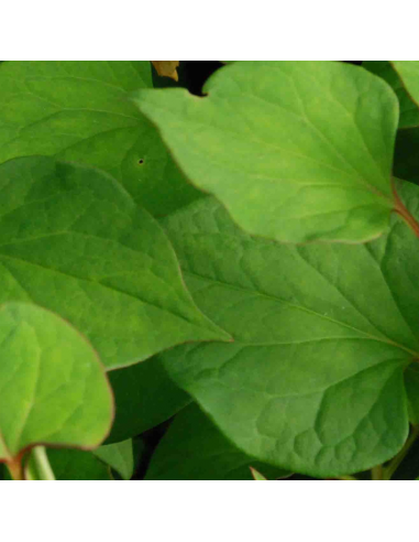 Coriandre des bois - Houttuynia Cordata Flore...