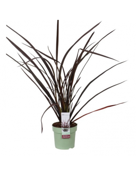 Lin de Nouvelle Zélande nain pourpre - Phormium Rubra Nana