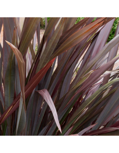 Lin de Nouvelle Zélande nain pourpre - Phormium Rubra Nana