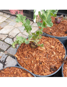 Chou marin - Crambe Maritima