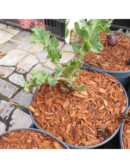 Chou marin - Crambe Maritima