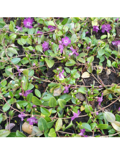 Petite pervenche pourpre - Vinca Minor Atropurpurea 2